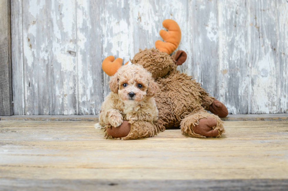 Poodle Pup Being Cute