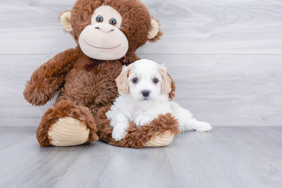 Cavachon Puppy for Adoption