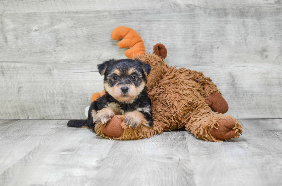 Little Yorkie Designer Puppy