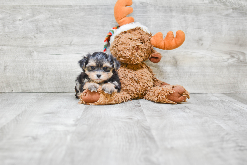 Morkie Puppy for Adoption