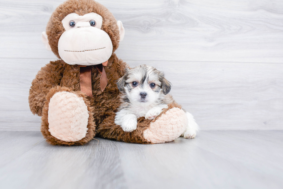 Best Teddy Bear Baby