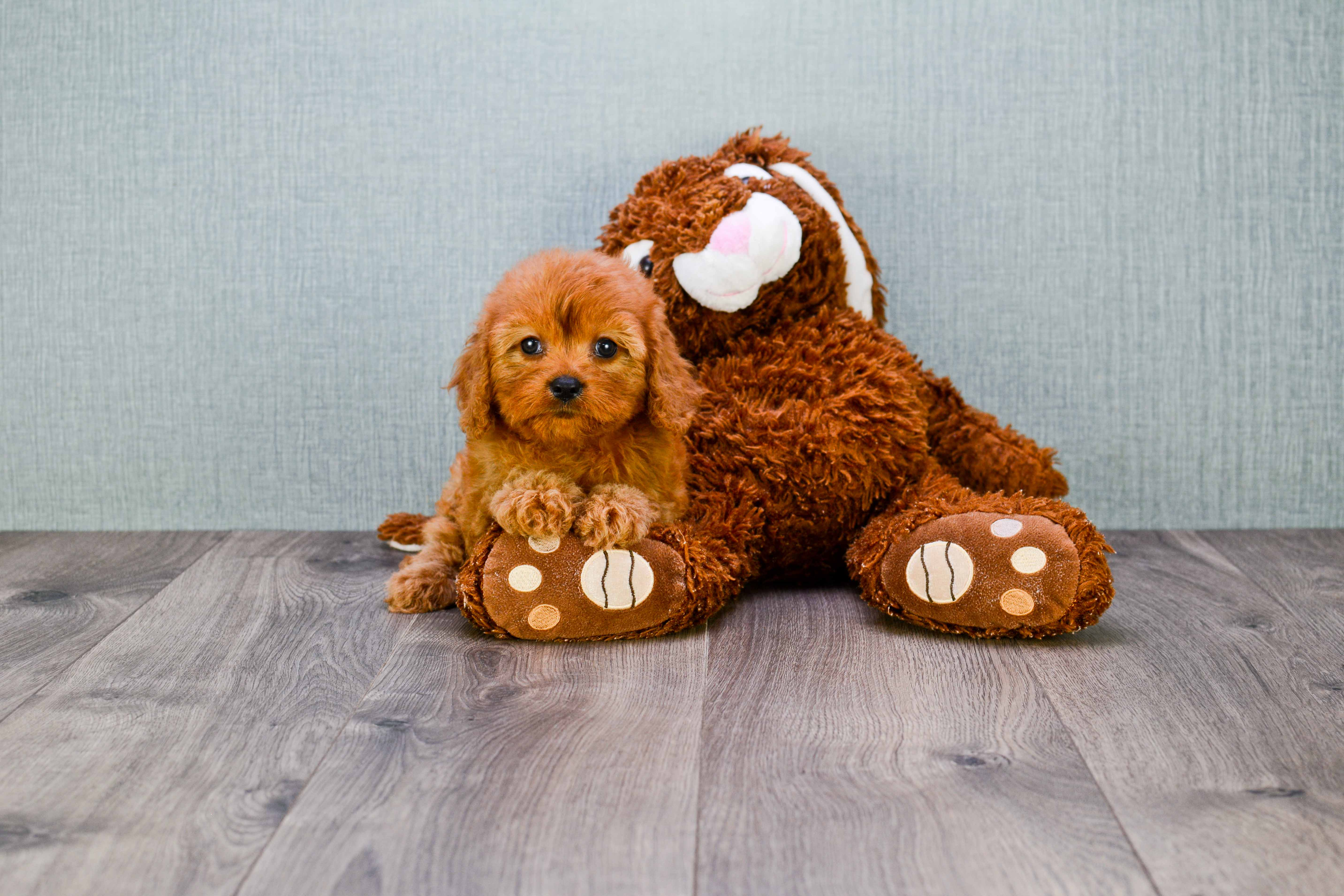 Cavapoo Pup Being Cute