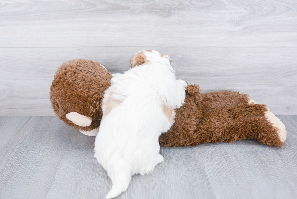Hypoallergenic Shi Chon Designer Puppy