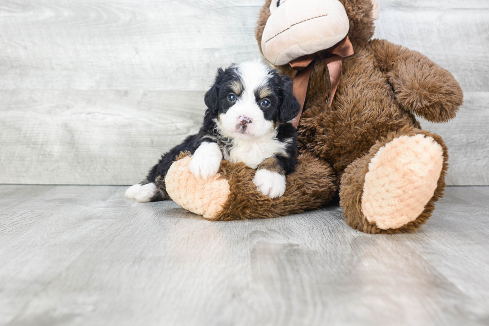 Cute Mini Bernedoodle Baby