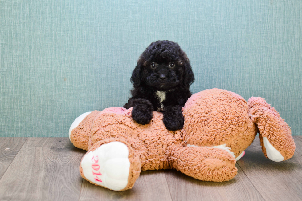 Cavapoo Pup Being Cute