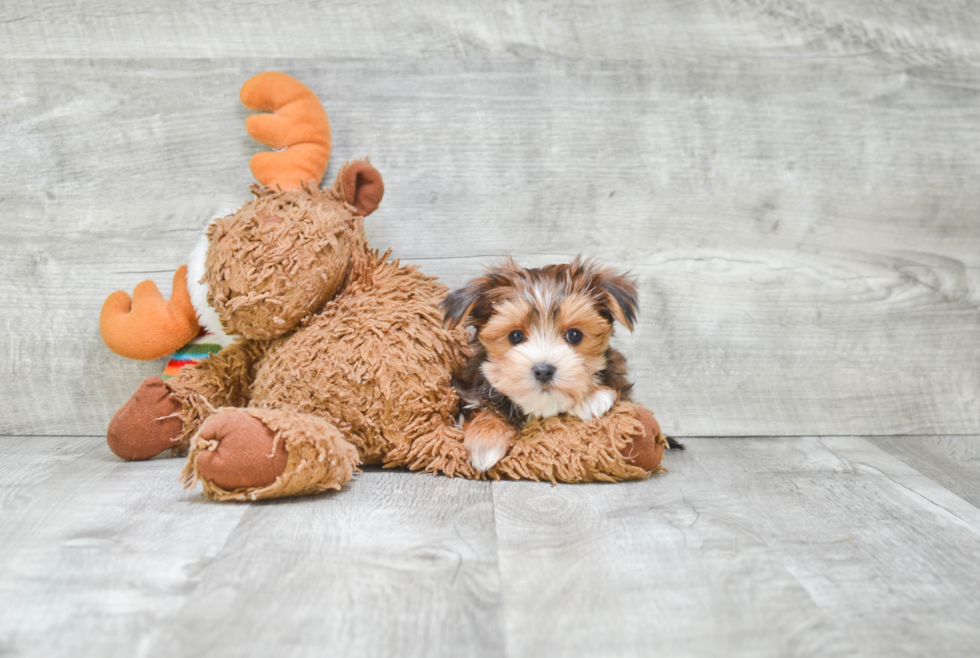 Popular Morkie Designer Pup