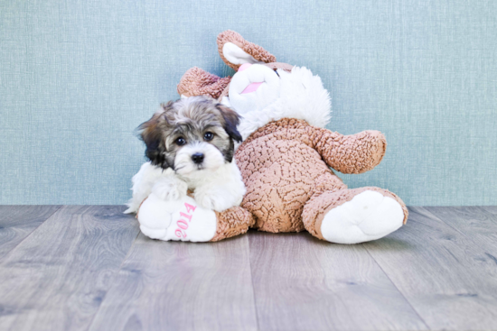 Akc Registered Havanese Baby