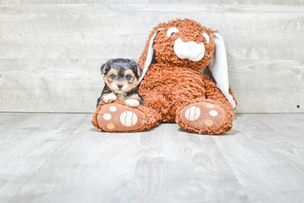 Small Morkie Baby