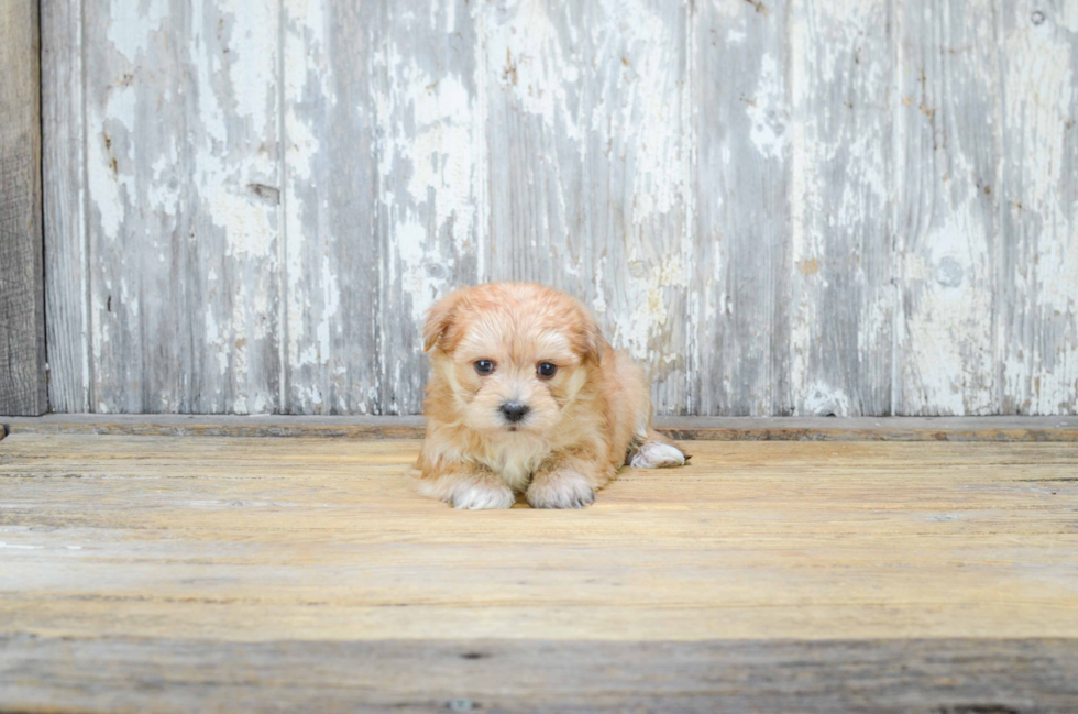 Best Morkie Baby