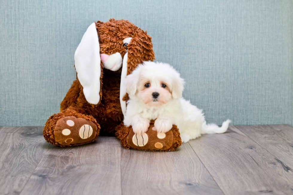 Maltipoo Puppy for Adoption