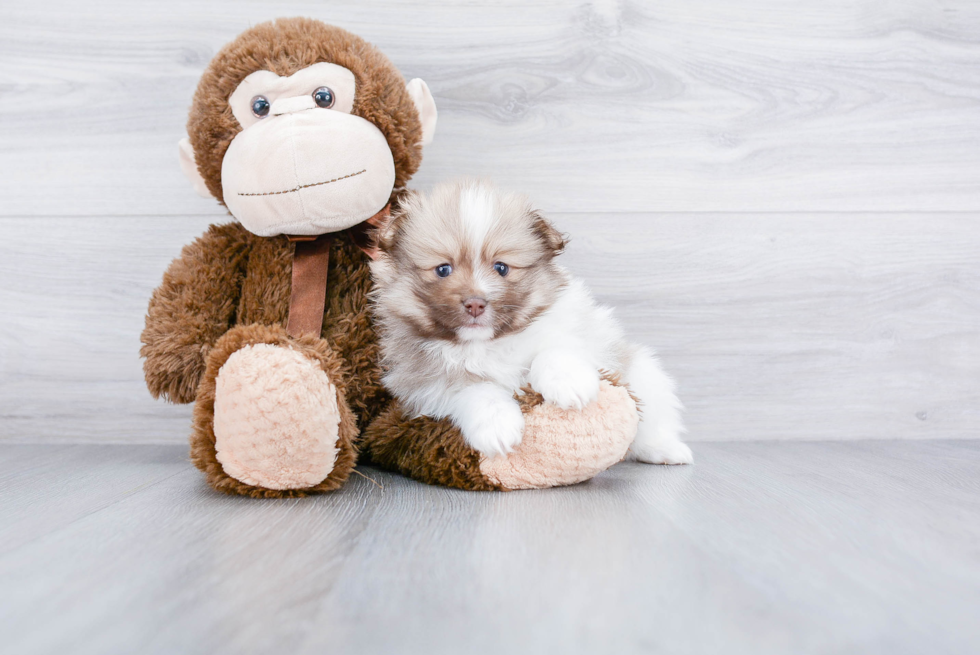 Popular Pomeranian Baby