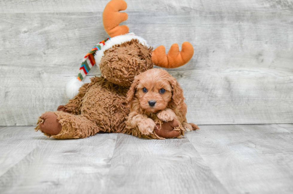 Fluffy Cavapoo Poodle Mix Pup