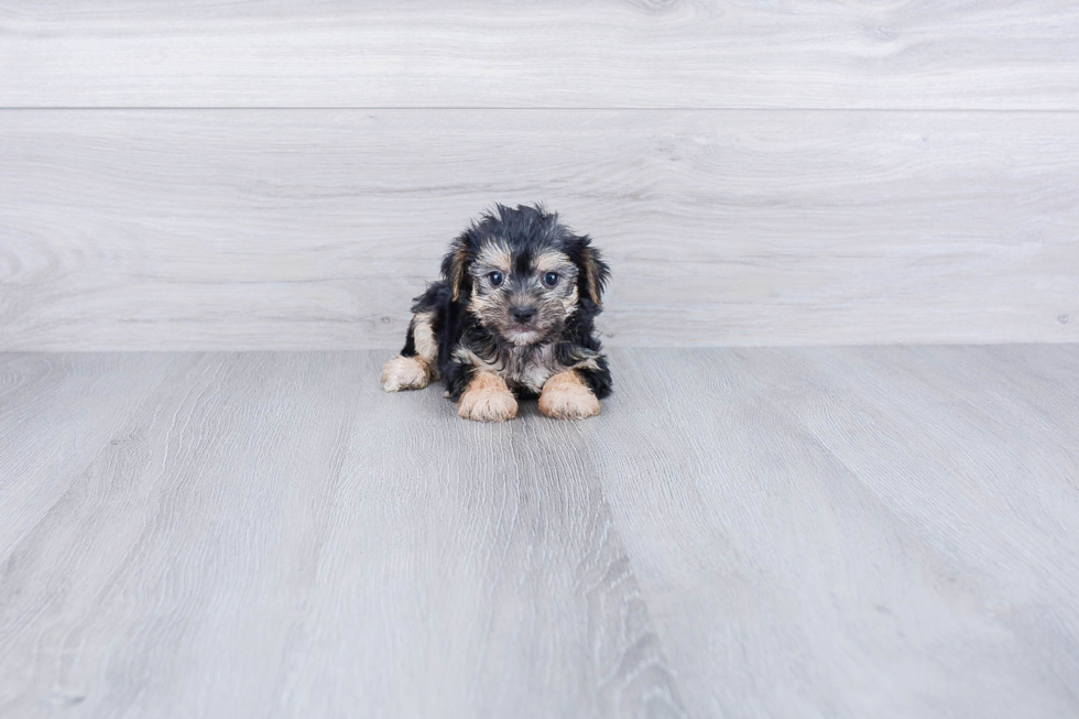 Morkie Pup Being Cute