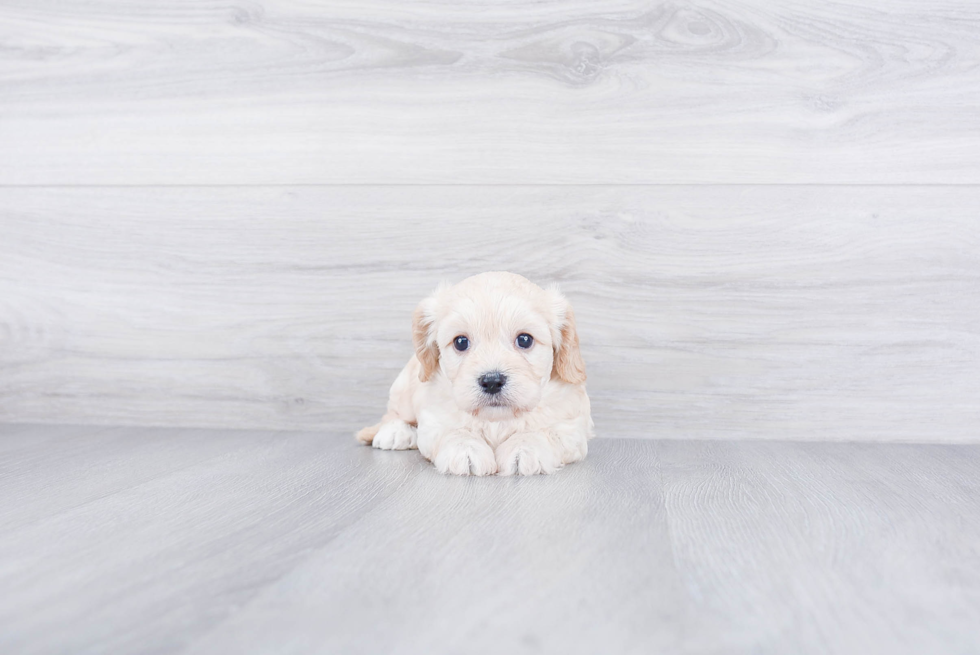 Cavachon Puppy for Adoption