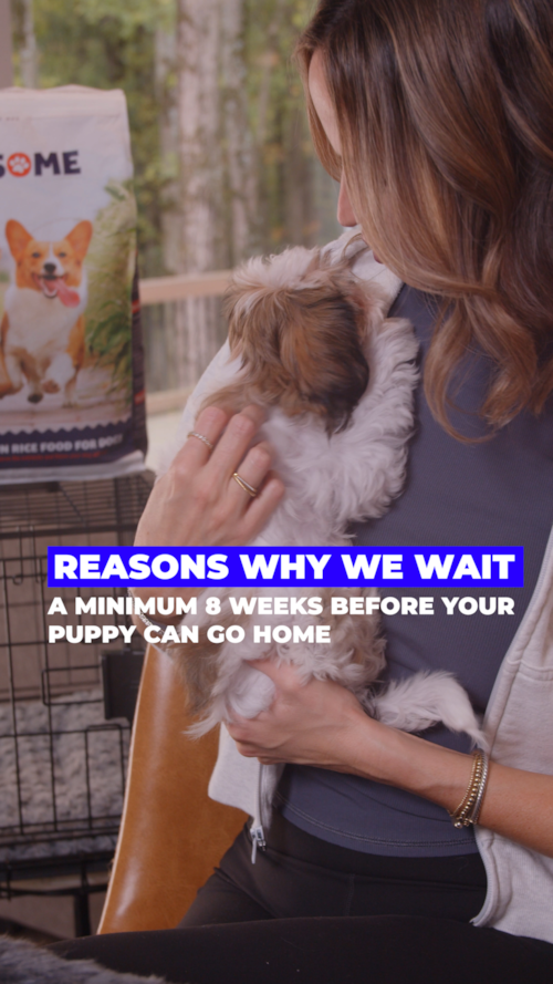 Premier Pups There’s a reason we wait until they’re at least 8 weeks old before they go home. Trending Video