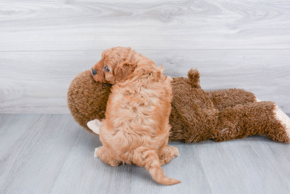 Cavapoo Puppy for Adoption