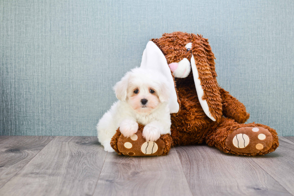 Friendly Maltipoo Baby