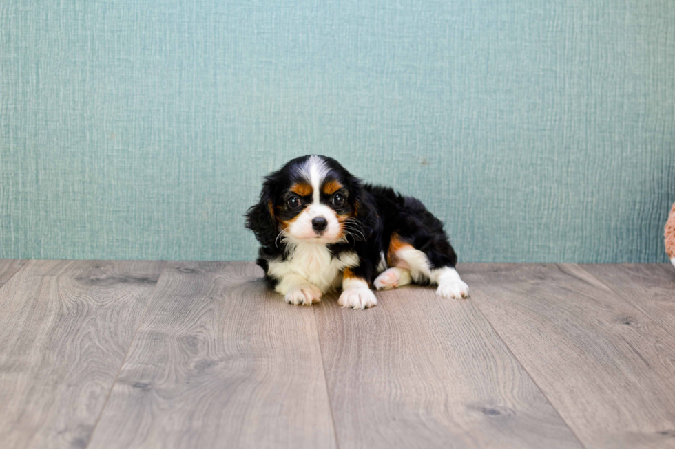 Best Cavalier King Charles Spaniel Baby