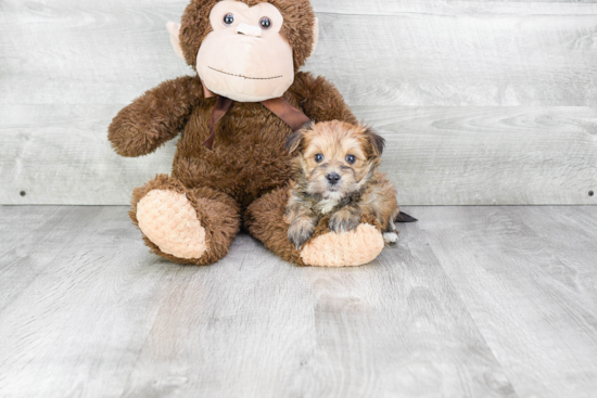 Friendly Morkie Baby