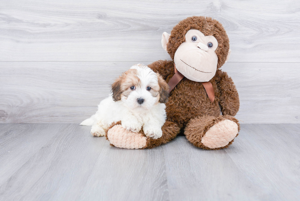Mini Bernedoodle Pup Being Cute
