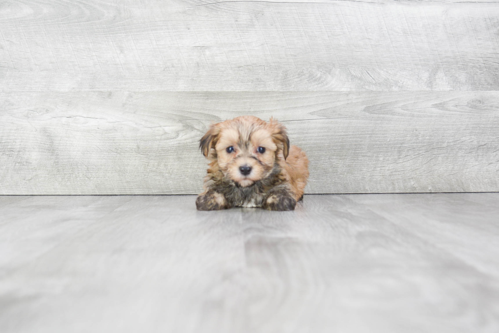 Cute Morkie Baby