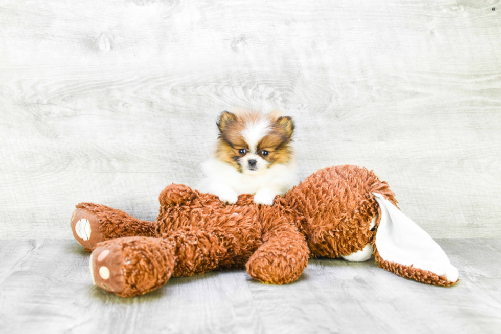 Akc Registered Pomeranian Baby