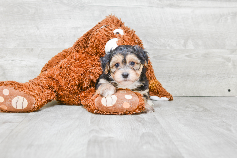 Morkie Pup Being Cute