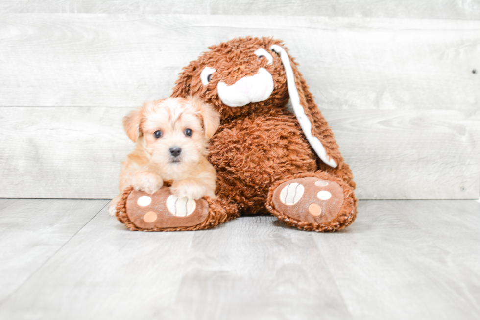 Morkie Puppy for Adoption