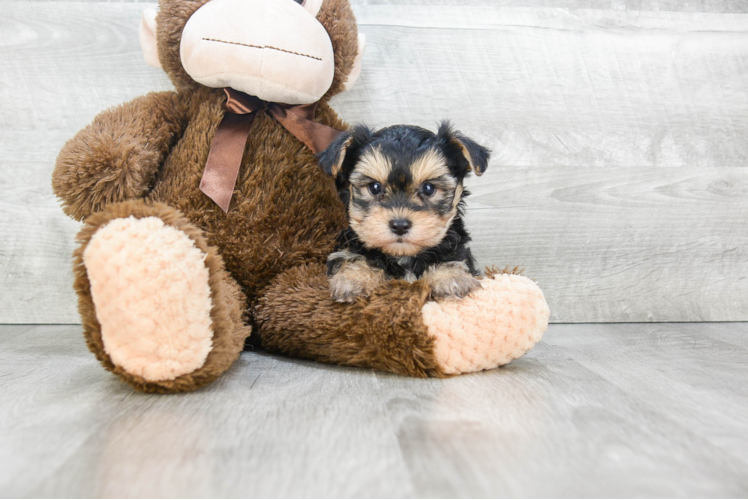 Morkie Pup Being Cute