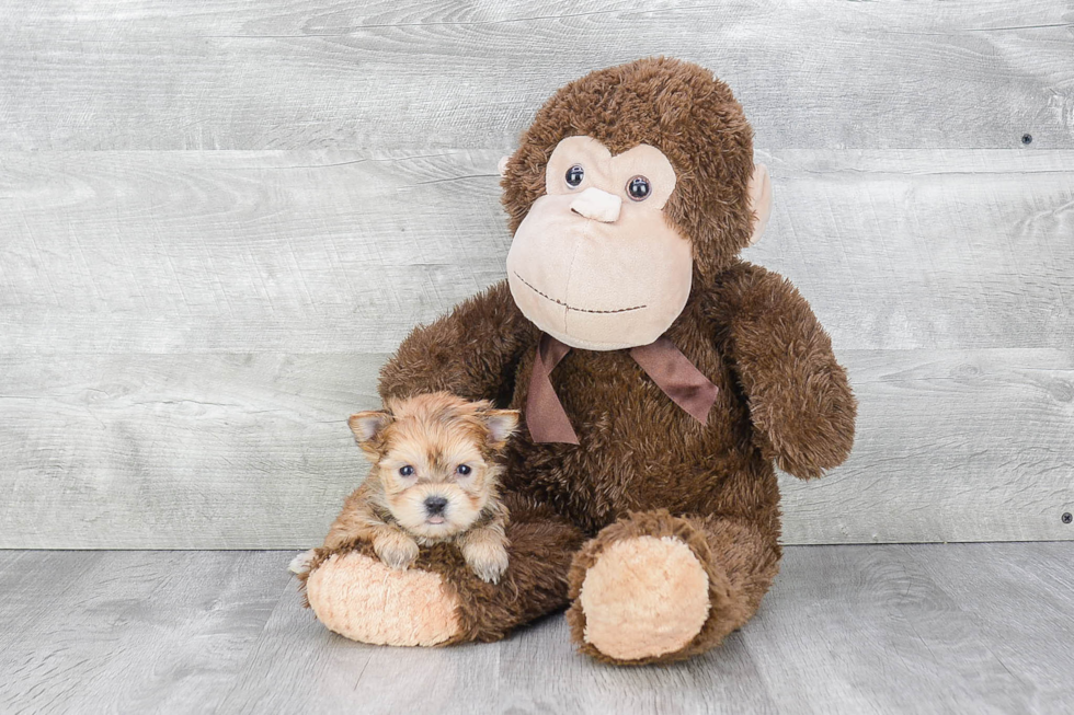 Best Morkie Baby