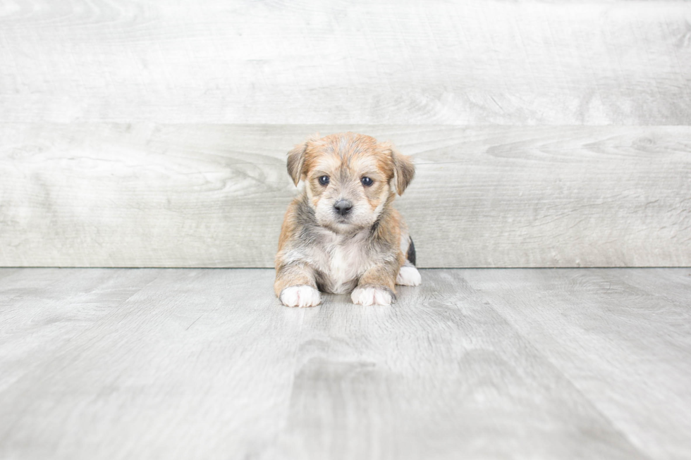 Morkie Pup Being Cute