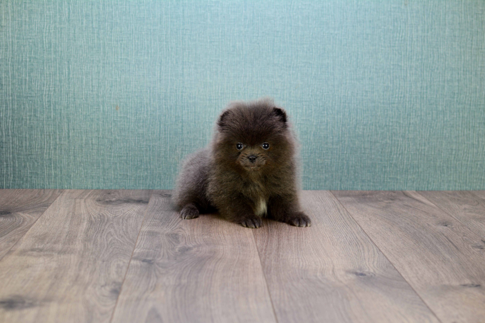 Best Pomeranian Baby