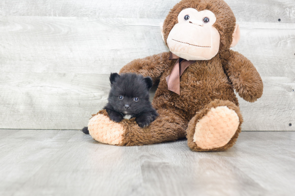 Small Pomeranian Purebred Pup