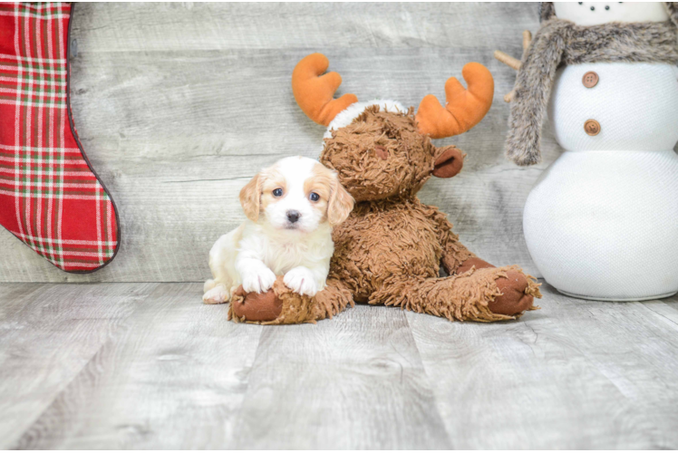Energetic Cavalier Designer Puppy