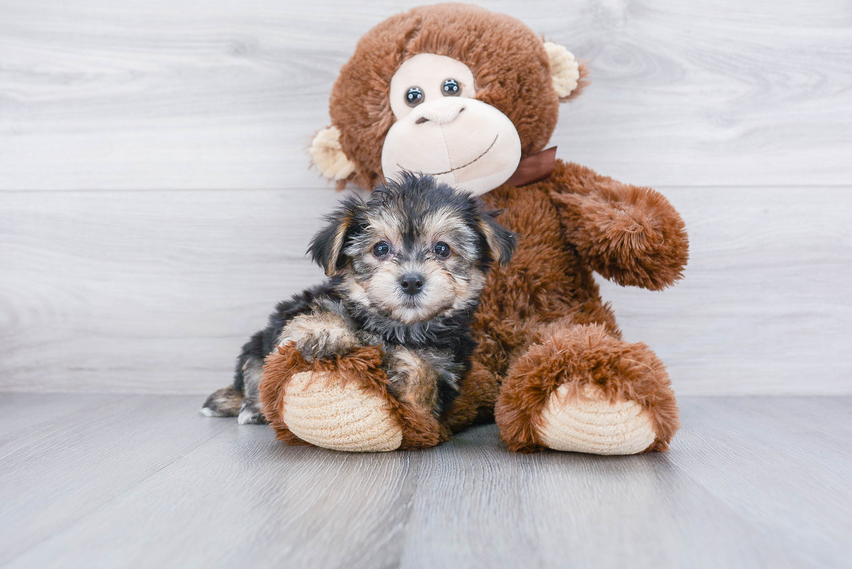 Best Morkie Baby