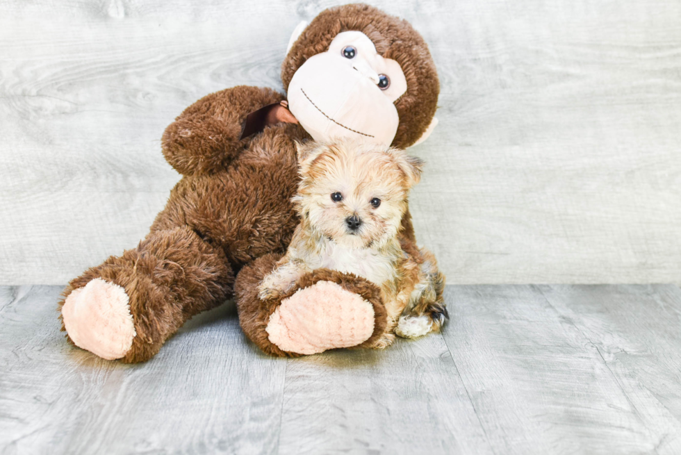 Playful Yorkie Designer Puppy