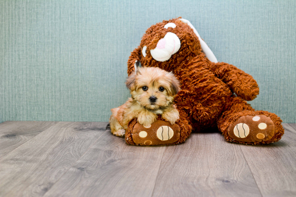 Morkie Pup Being Cute
