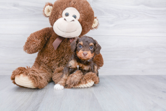 Smart Mini Aussiedoodle Poodle Mix Pup