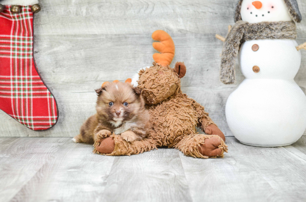 Smart Pomeranian Purebred Puppy