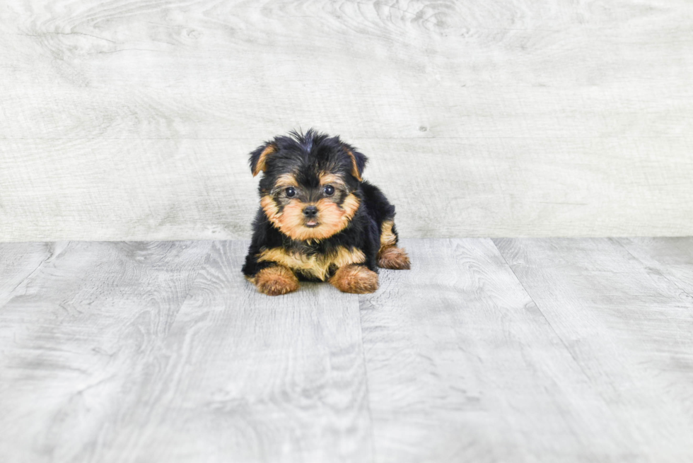 Meet Avery - our Yorkshire Terrier Puppy Photo 