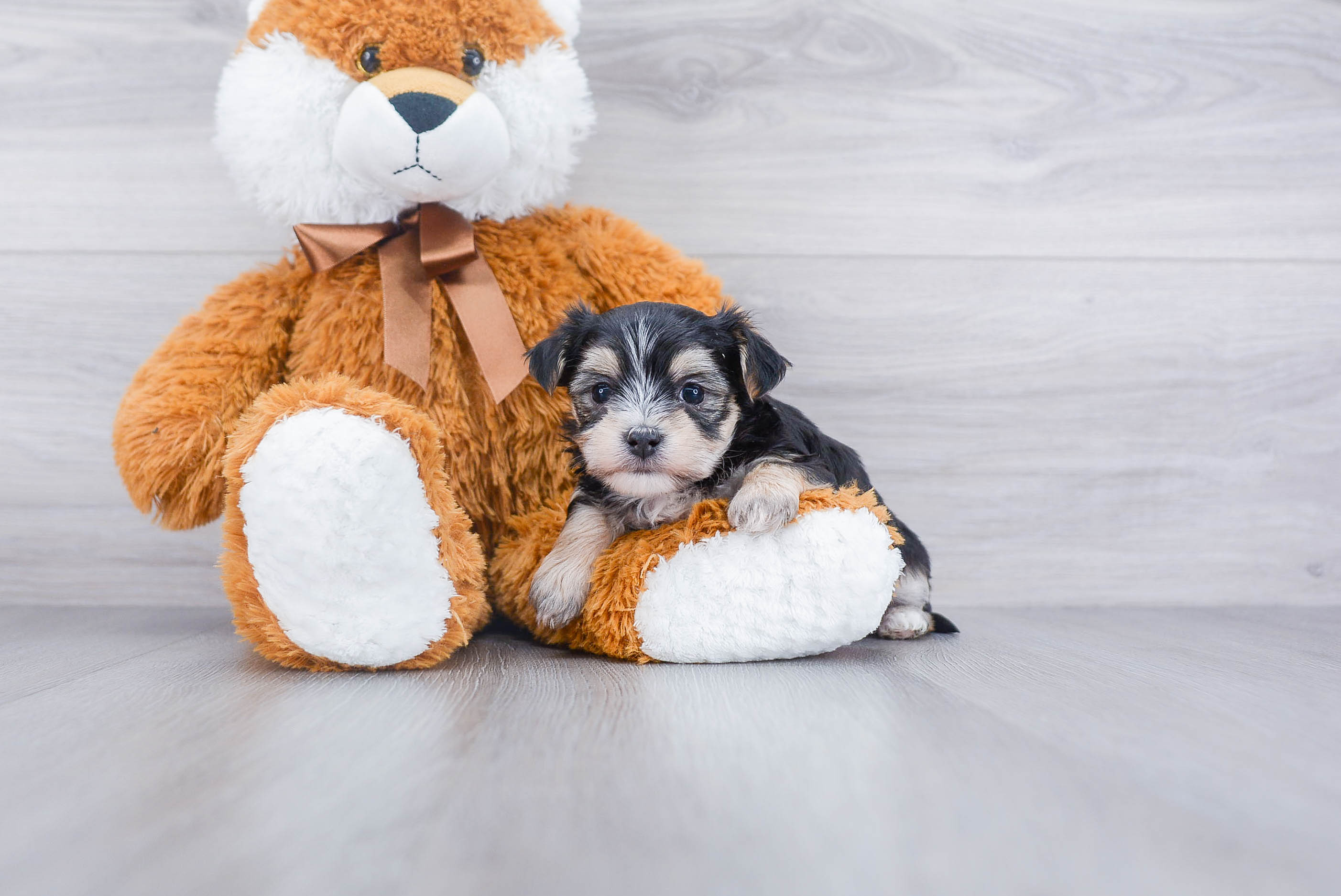 Small Morkie Baby