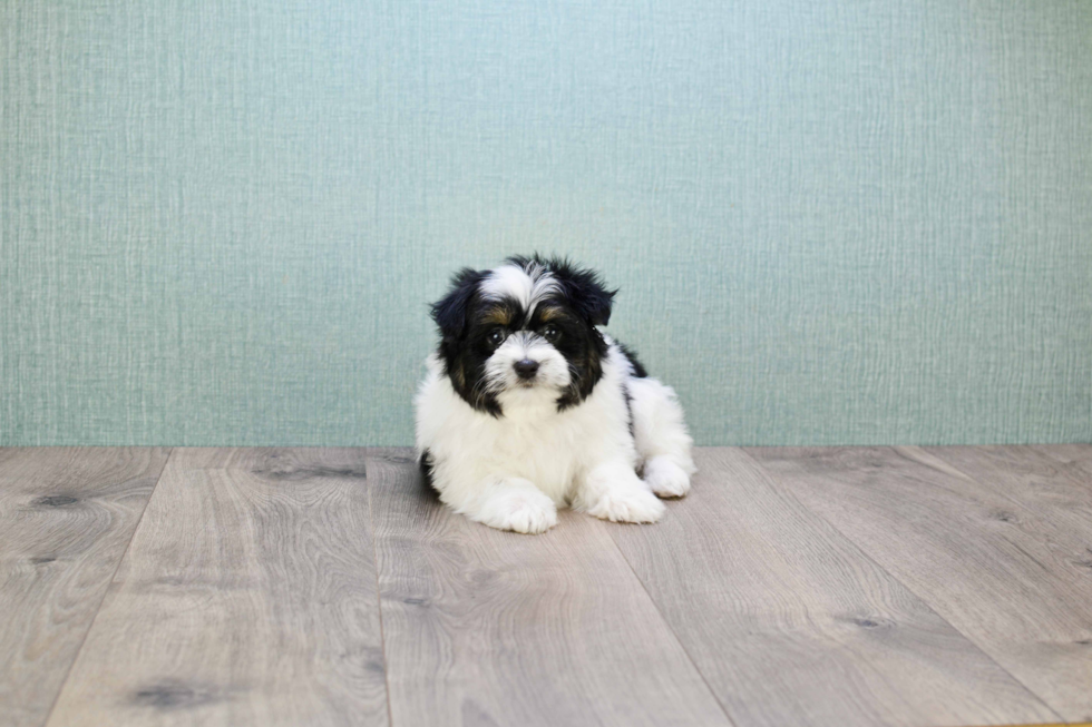 Teddy Bear Puppy for Adoption