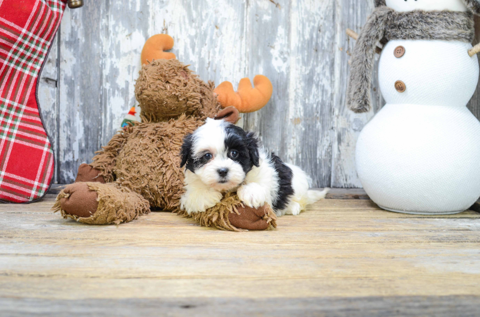 Adorable Shit Designer Puppy