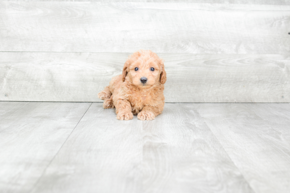 Mini Goldendoodle Puppy for Adoption