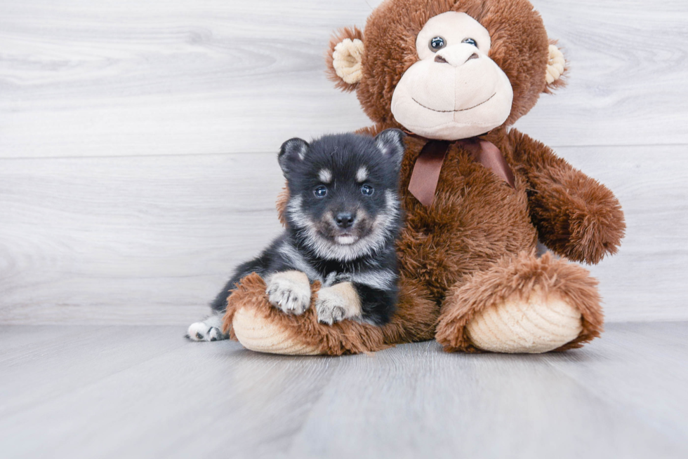 Popular Pomsky Designer Pup