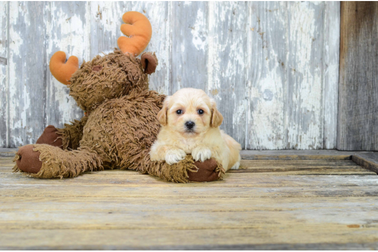 Fluffy Maltipoo Poodle Mix Pup