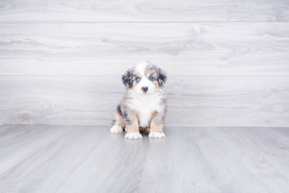 Energetic Mini Berniedoodle Poodle Mix Puppy