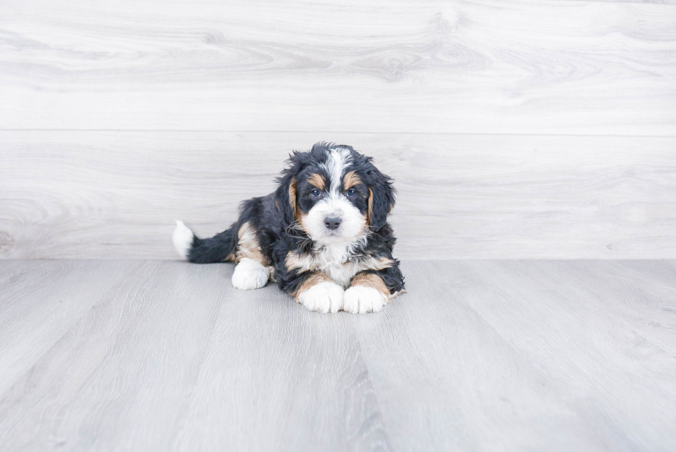 Little Mini Berniedoodle Poodle Mix Puppy
