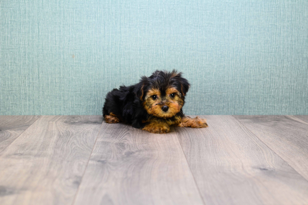 Meet Bella - our Yorkshire Terrier Puppy Photo 