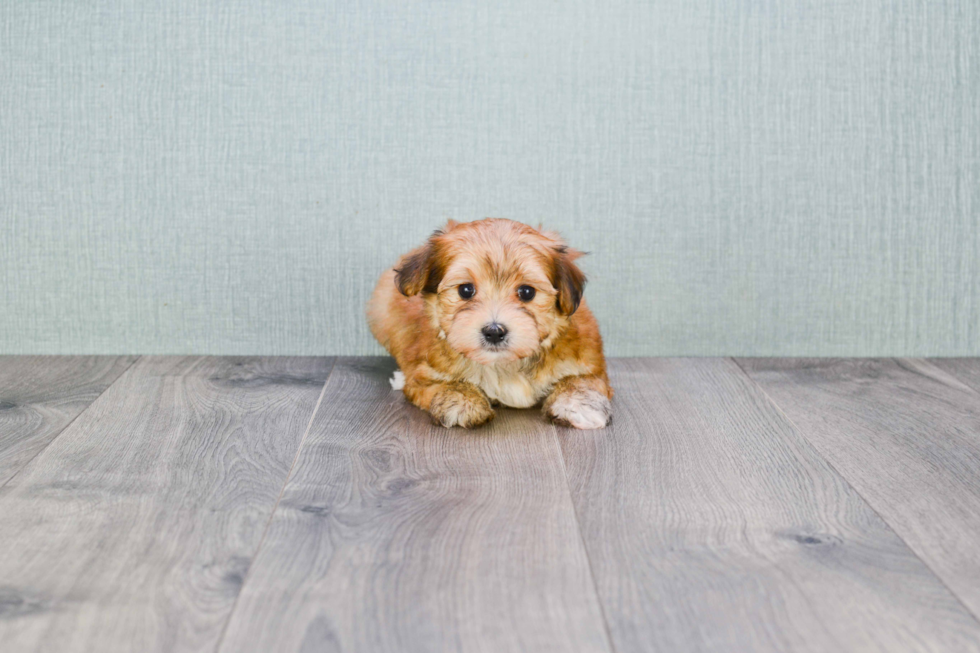 Smart Morkie Designer Pup
